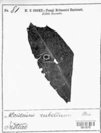 Puccinia phragmitis image